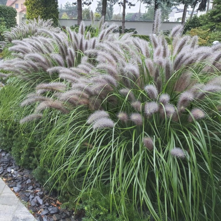 Rozplenica 'Black Beauty'